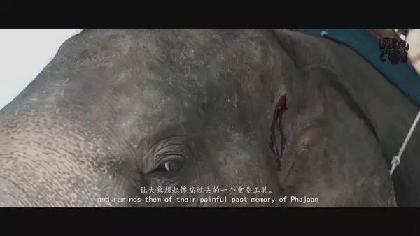 大象左耳之谜，形状与特性的无尽探索