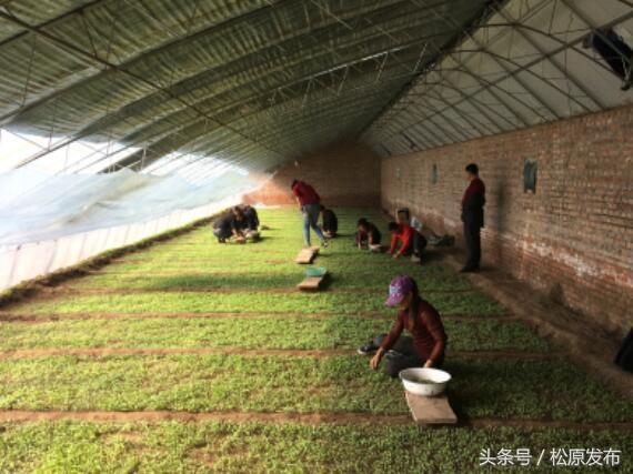 顽强小草破土而出，展现生命力量