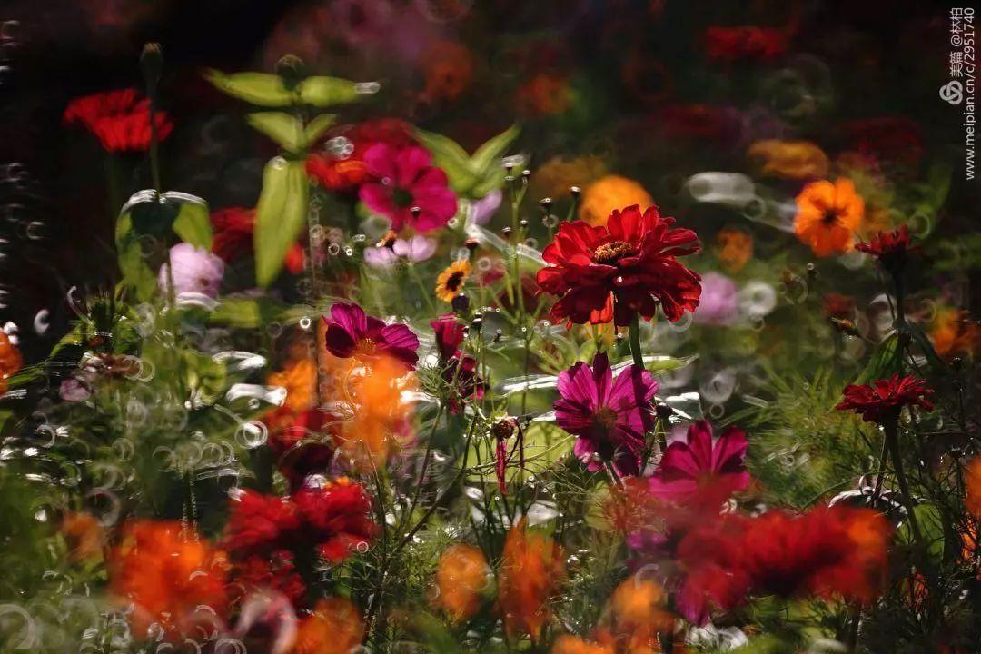 五彩缤纷的花园世界探秘