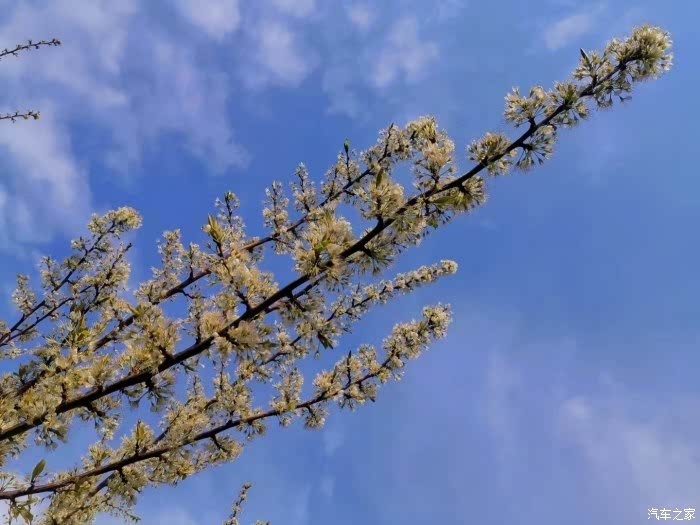 春暖花开之时，疫情终结之日期待来临
