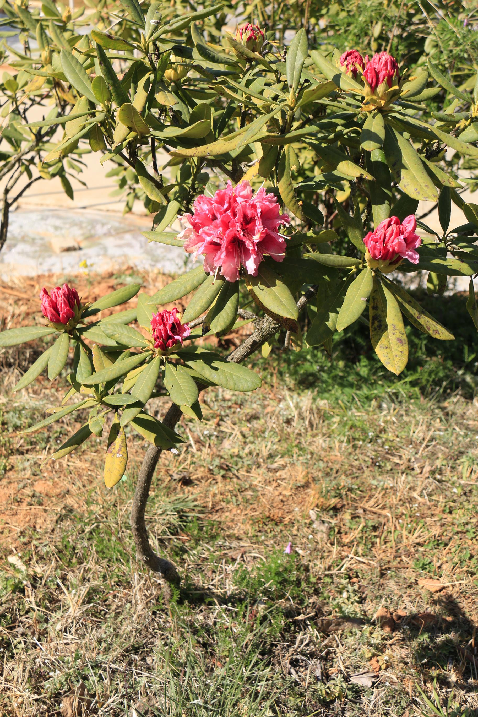 分享干货“财神十三水开挂”详细教程辅助工具