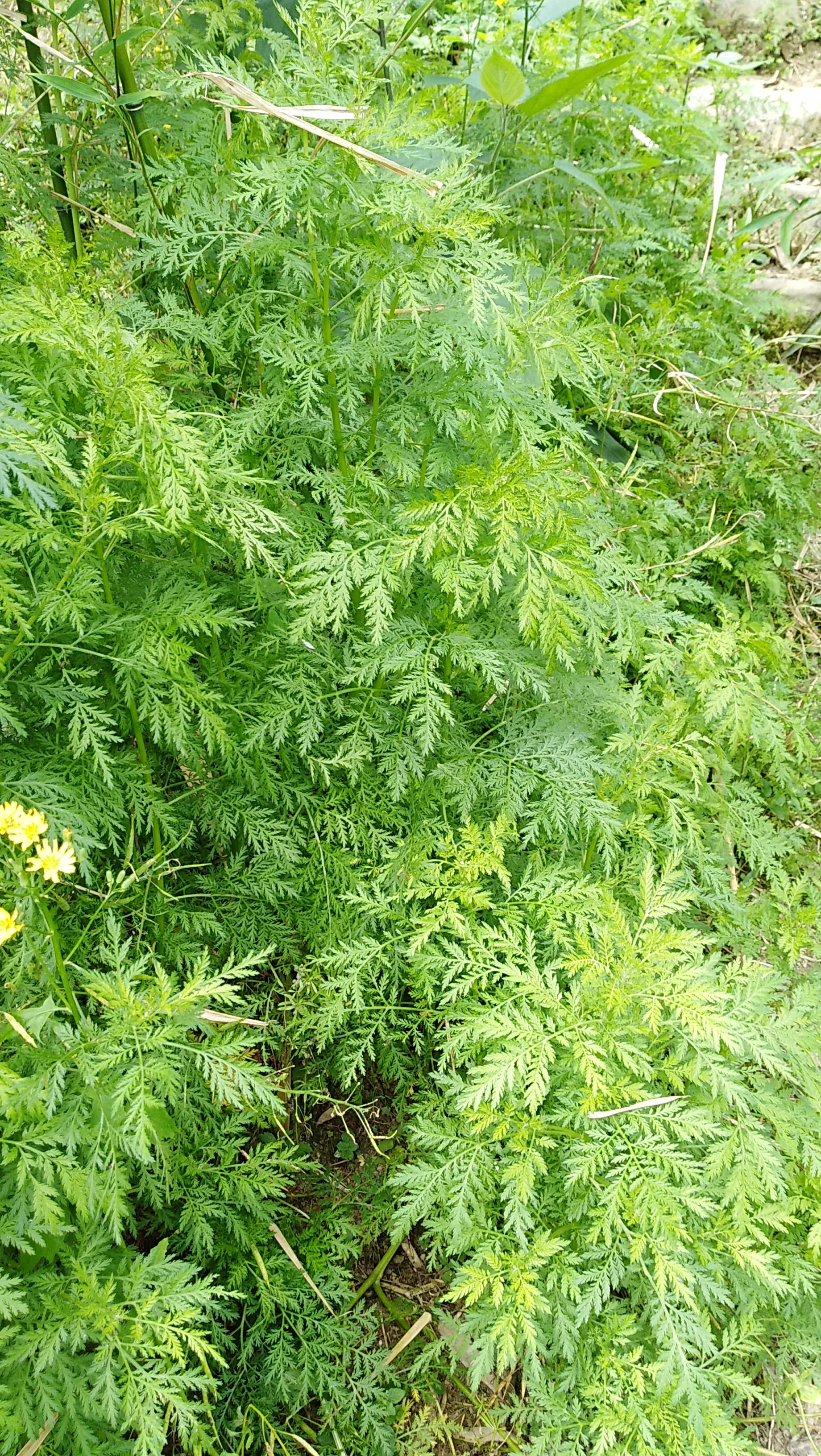 江西与重庆，地理距离与人文交流的深度探究